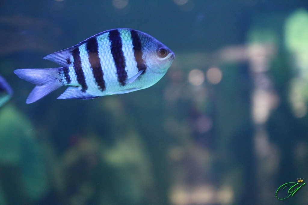 Тайланд. Пхукет 2013. Улица, люди, жизнь…