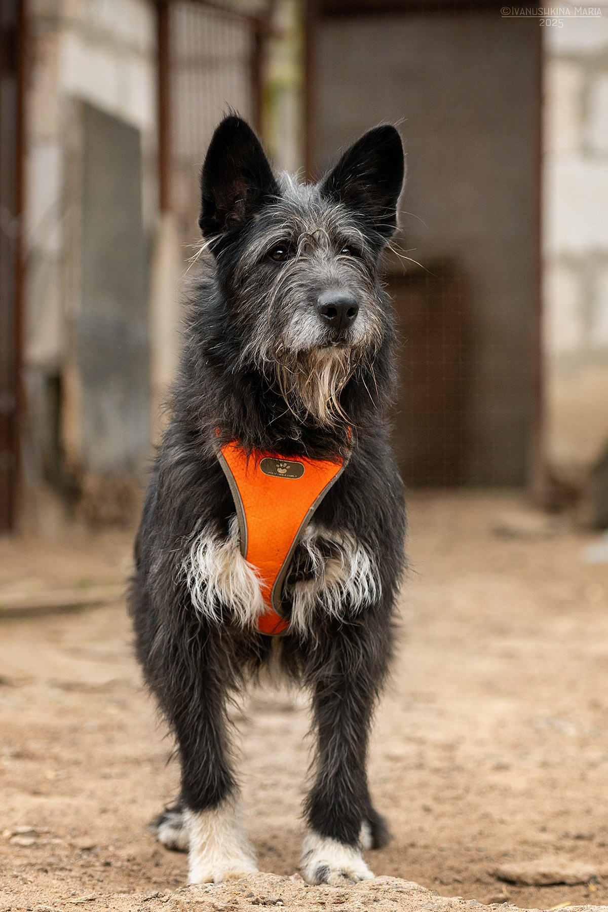 Пиарные фотосессии собак на пристройство. Фотограф собак в Москве и Московской области Иванушкина Мария