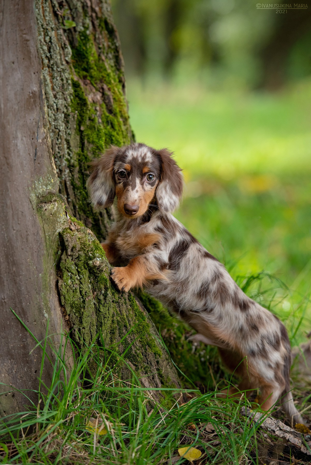Фотосессия щенков на продажу. Фотограф собак в Москве и Московской области Иванушкина Мария