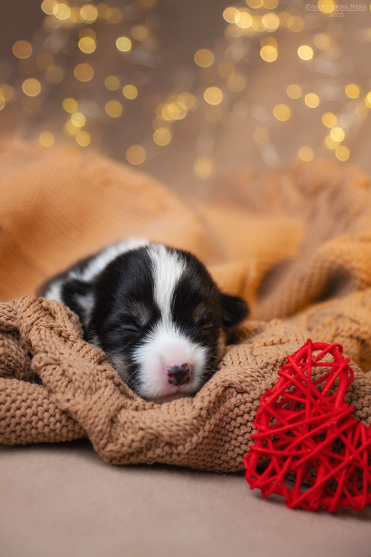 Ньюборн фотосессия щенков. Фотограф собак в Москве и Московской области Иванушкина Мария