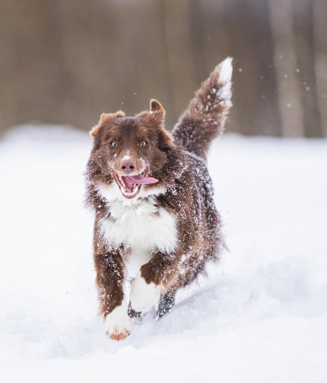 Фритсвит. Семейный фотограф Ефремова Виктория