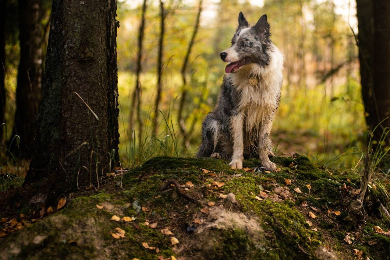 Фритсвит. Семейный фотограф Ефремова Виктория