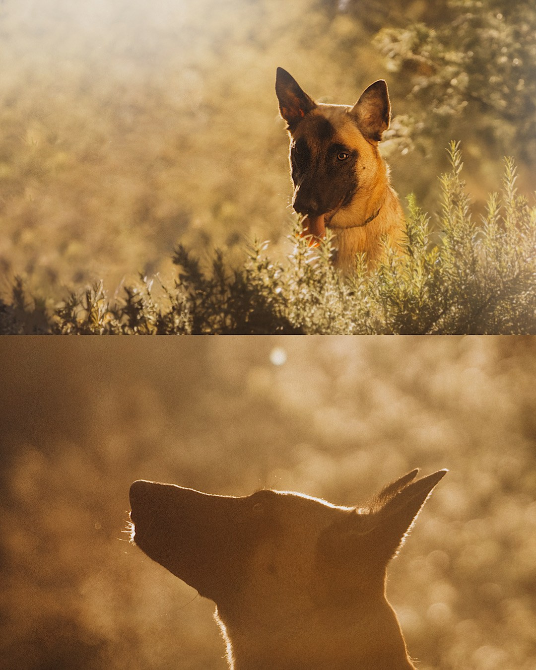 Наталья, Сергей и Уна. Фотограф анималист в Москве и Санкт-Петербурге Свиридова Анна