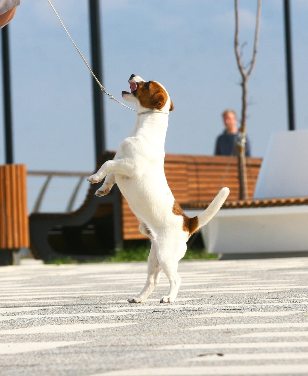 VOLNA STAR LAGERFELD LEGENDS. Lovely-Orange питомник джек рассел терьеров