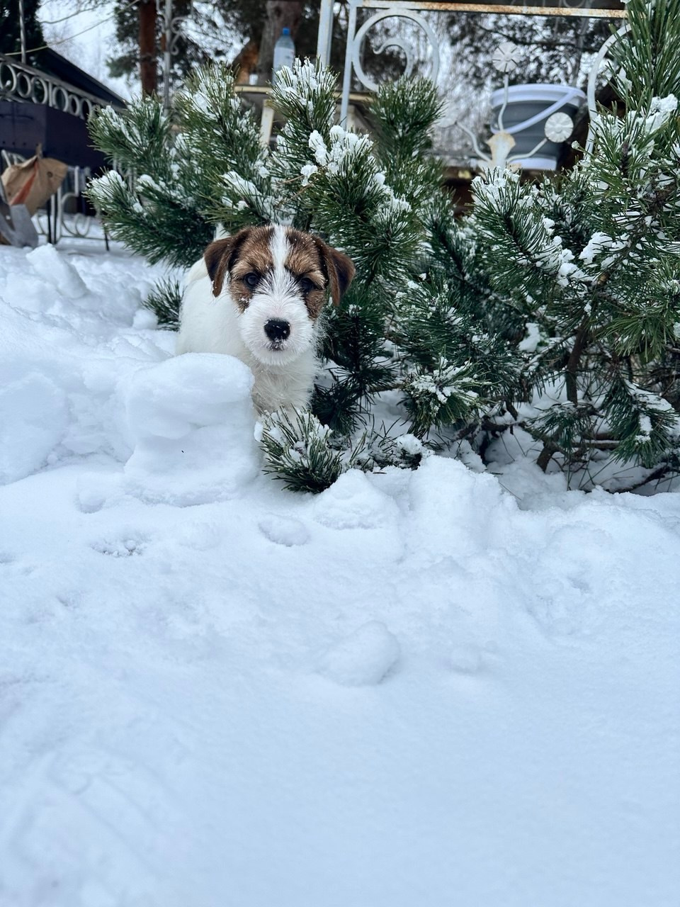 BELIEVE ME. Lovely-Orange питомник джек рассел терьеров