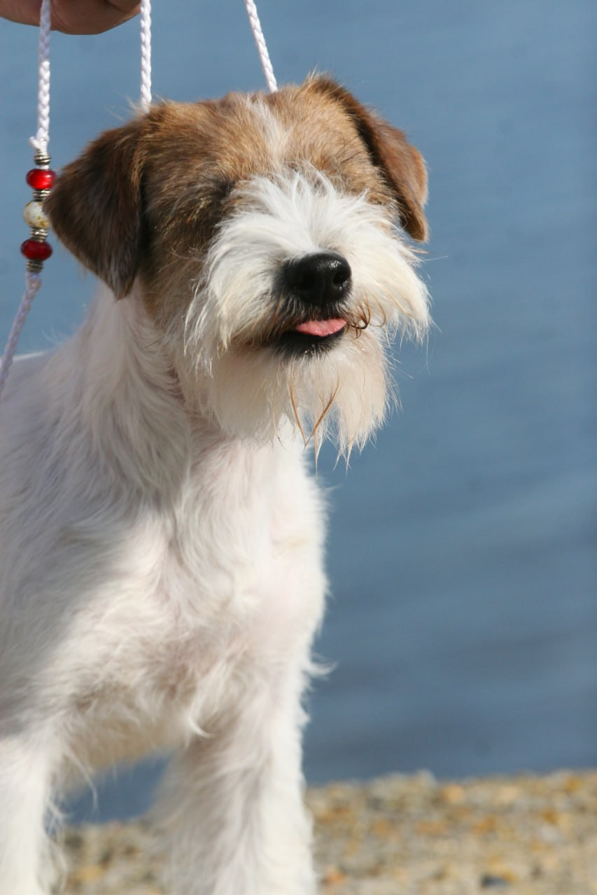 Lovely -Orange Team Spirit. Lovely-Orange питомник джек рассел терьеров