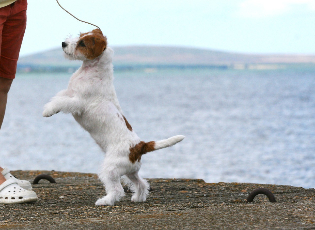 Anroal Chiquilla aka Miya. Lovely-Orange питомник джек рассел терьеров