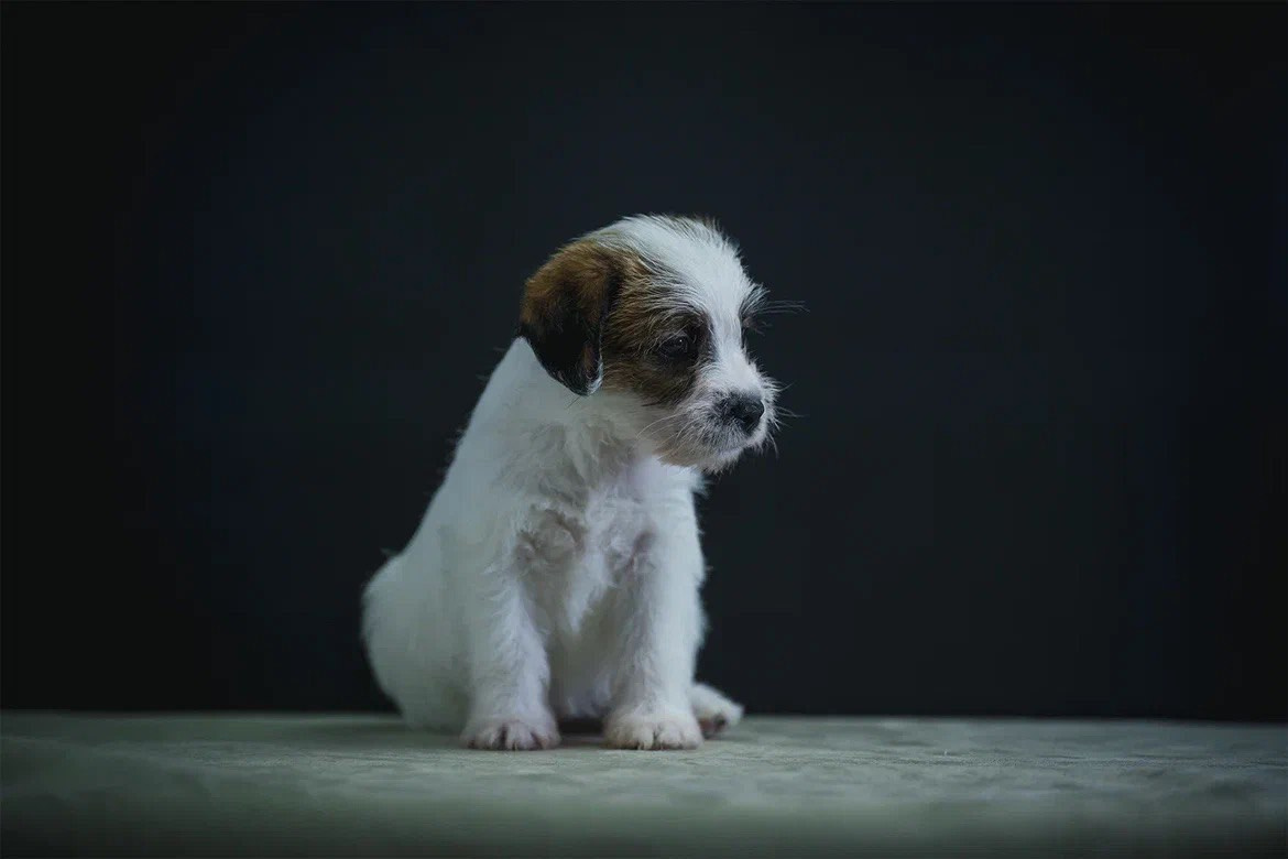 Сука 2. Lovely-Orange питомник джек рассел терьеров