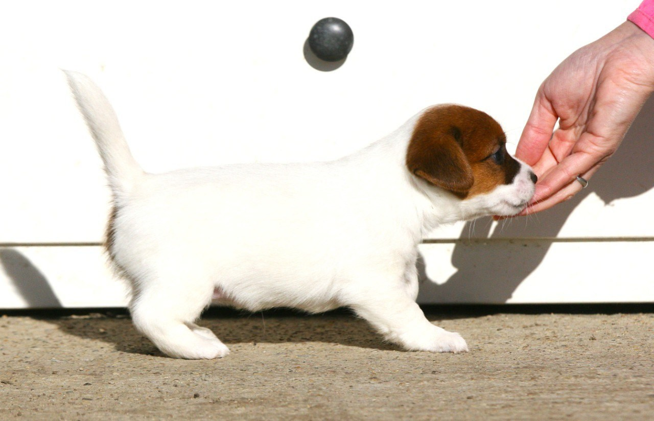 Сука 2. Lovely-Orange питомник джек рассел терьеров