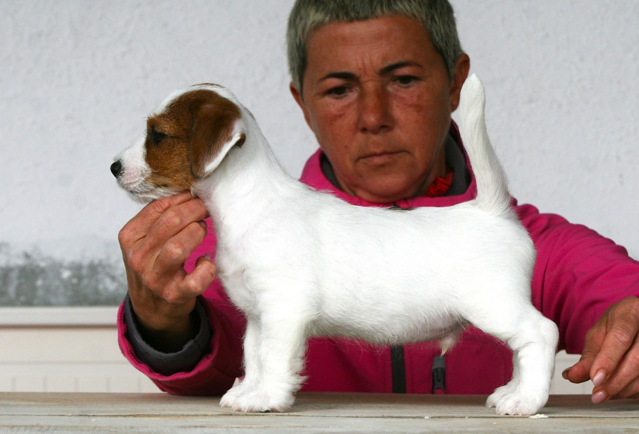 Male 2 brocken. Lovely-Orange питомник джек рассел терьеров