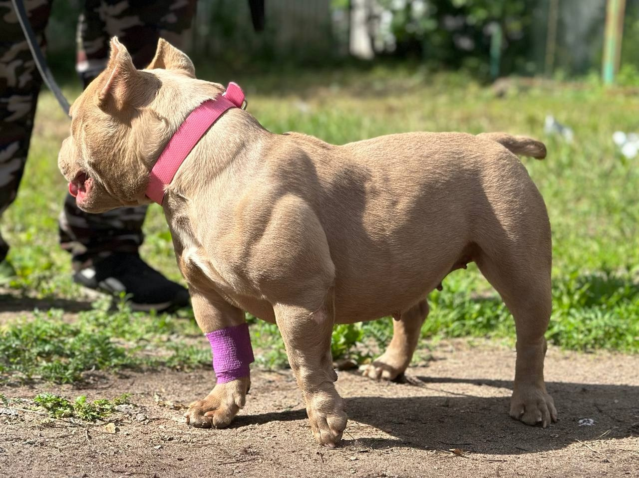 Minie Mouse. Питомник американских булли Bounty Pride Bully