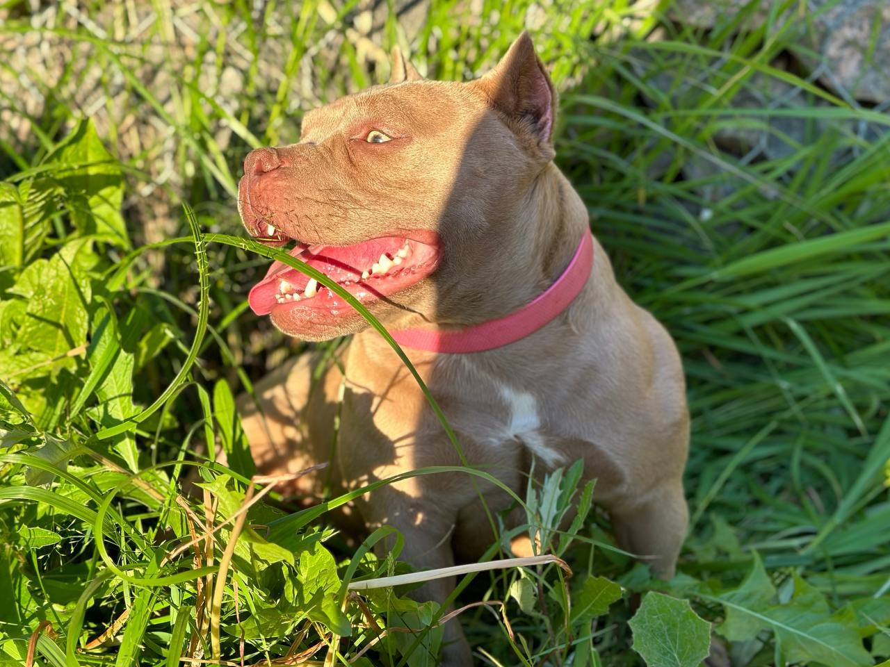 Minie Mouse. Питомник американских булли Bounty Pride Bully