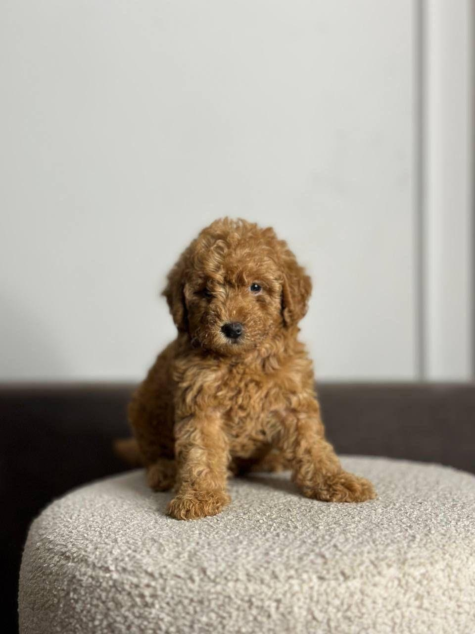 Щенки. Заводчик Labradoodle в Санкт-Петербурге — Костылева Ульяна