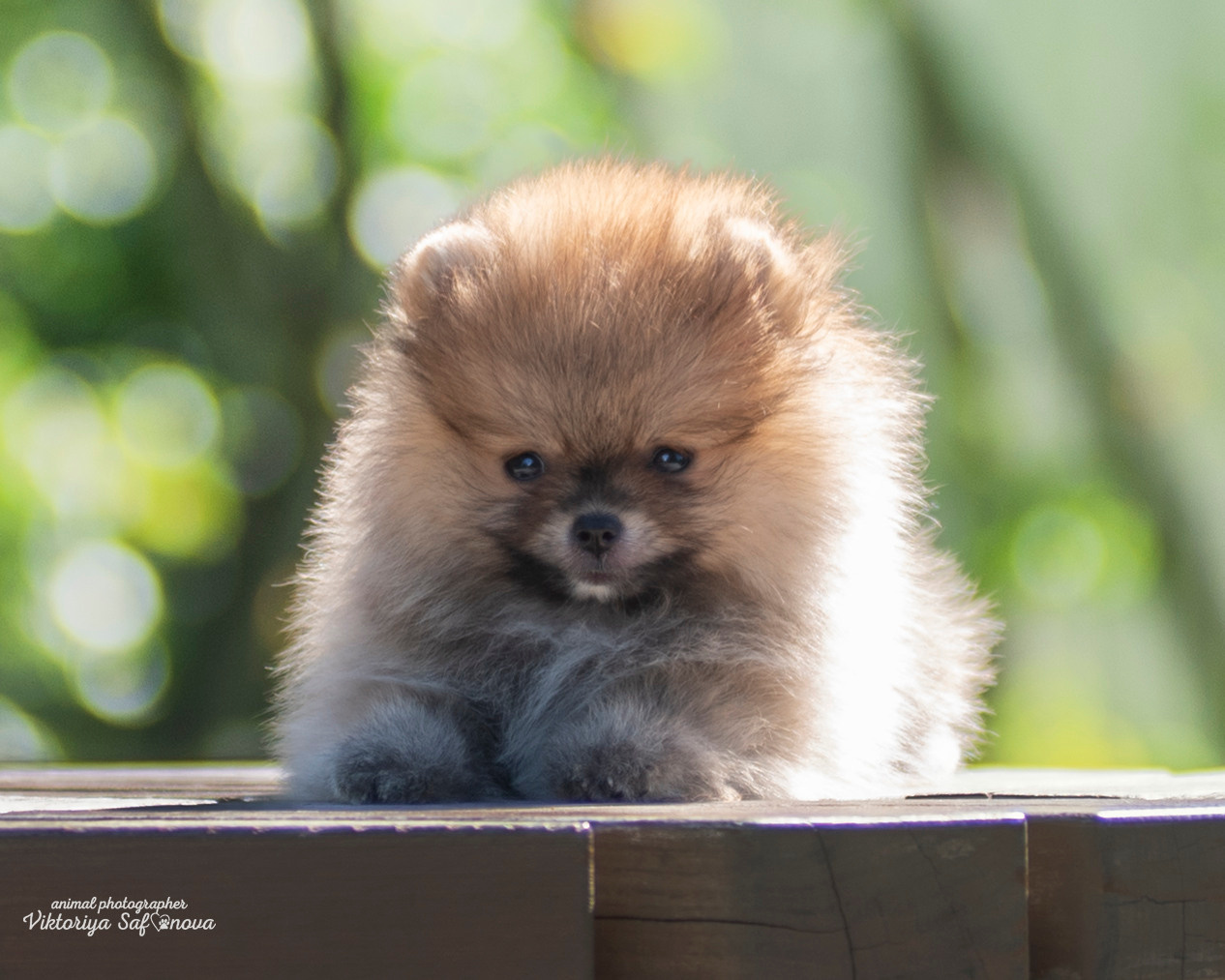 Немецкий шпиц 28.08.2022. Фотограф анималист Благовещенск. Сафонова Виктория