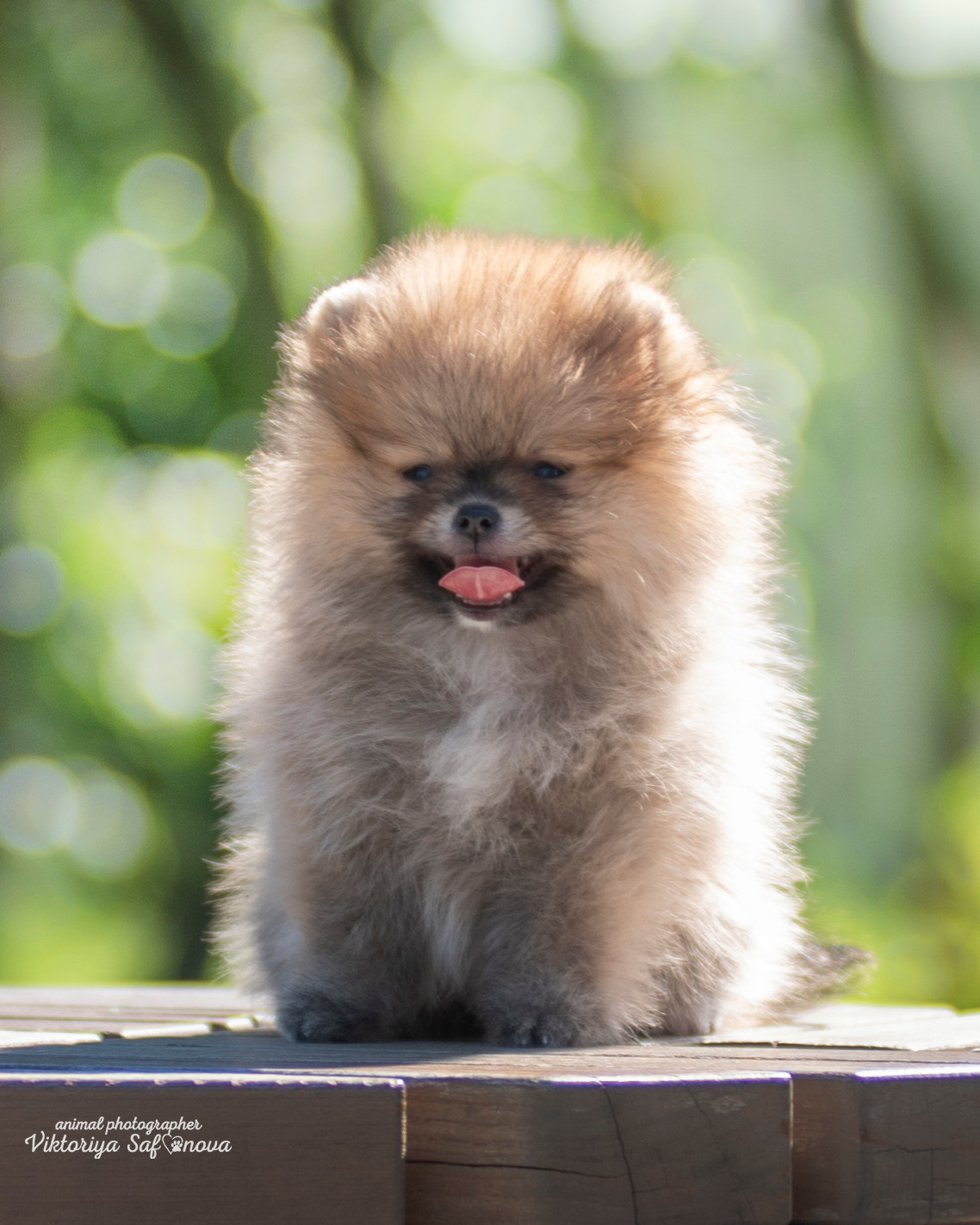 Немецкий шпиц 28.08.2022. Фотограф анималист Благовещенск. Сафонова Виктория