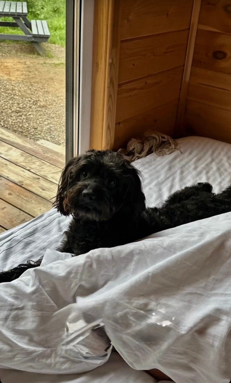 Выпускники. Заводчик Labradoodle в Санкт-Петербурге — Костылева Ульяна