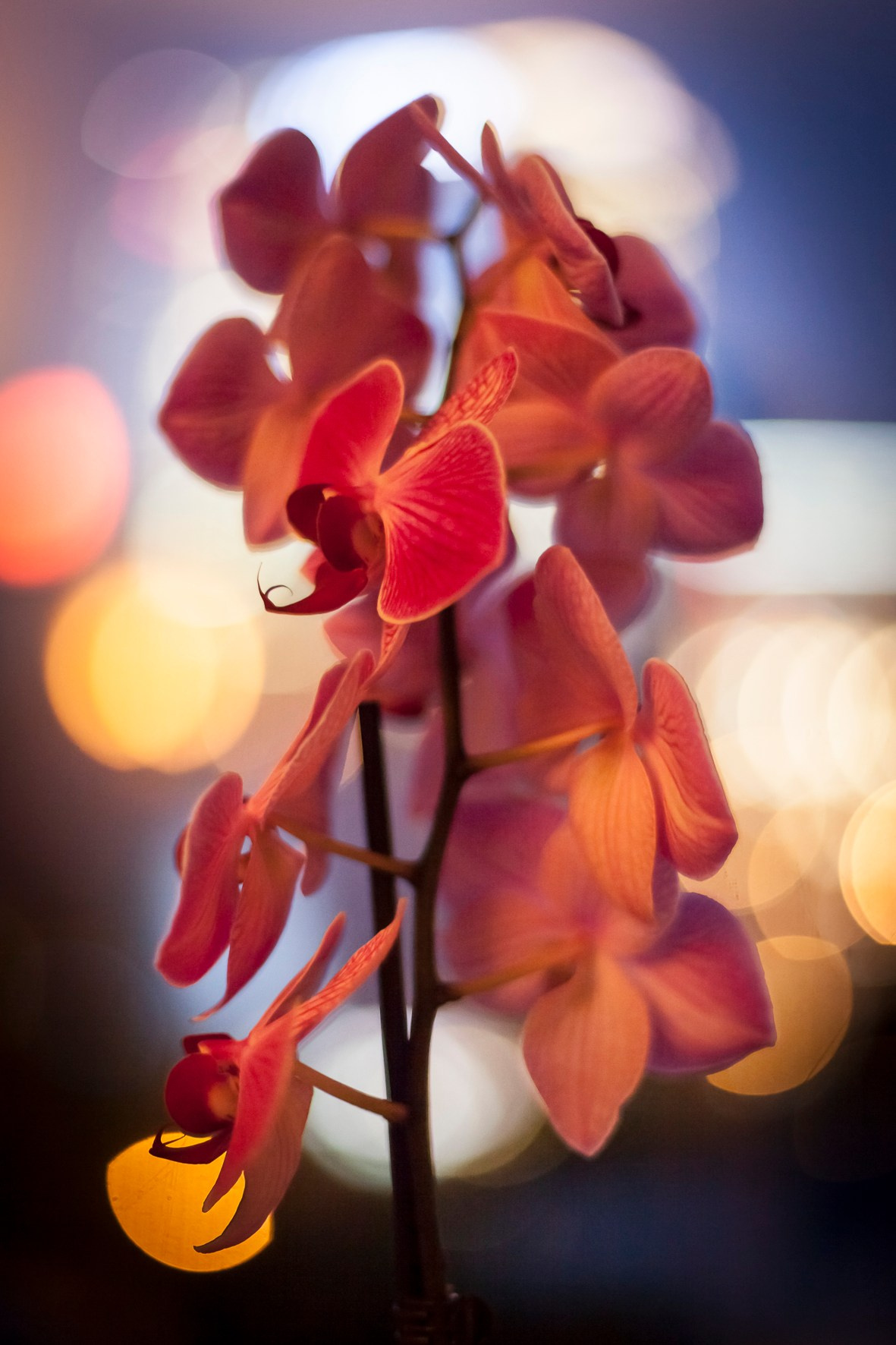 Предметная фотосъемка. Фотограф Михаил Богачев