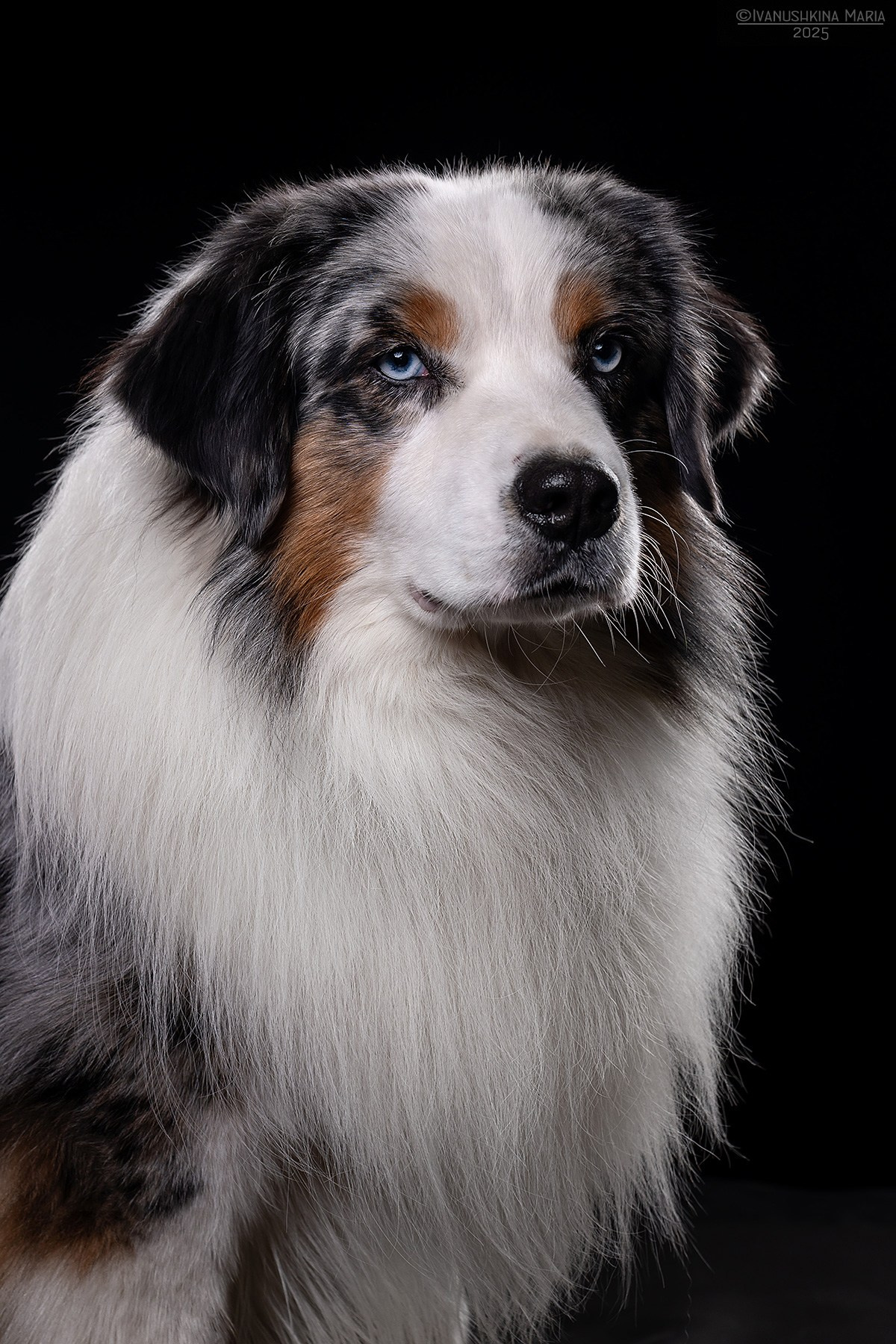 Фотосессия собаки в студии. Фотограф собак в Москве и Московской области Иванушкина Мария