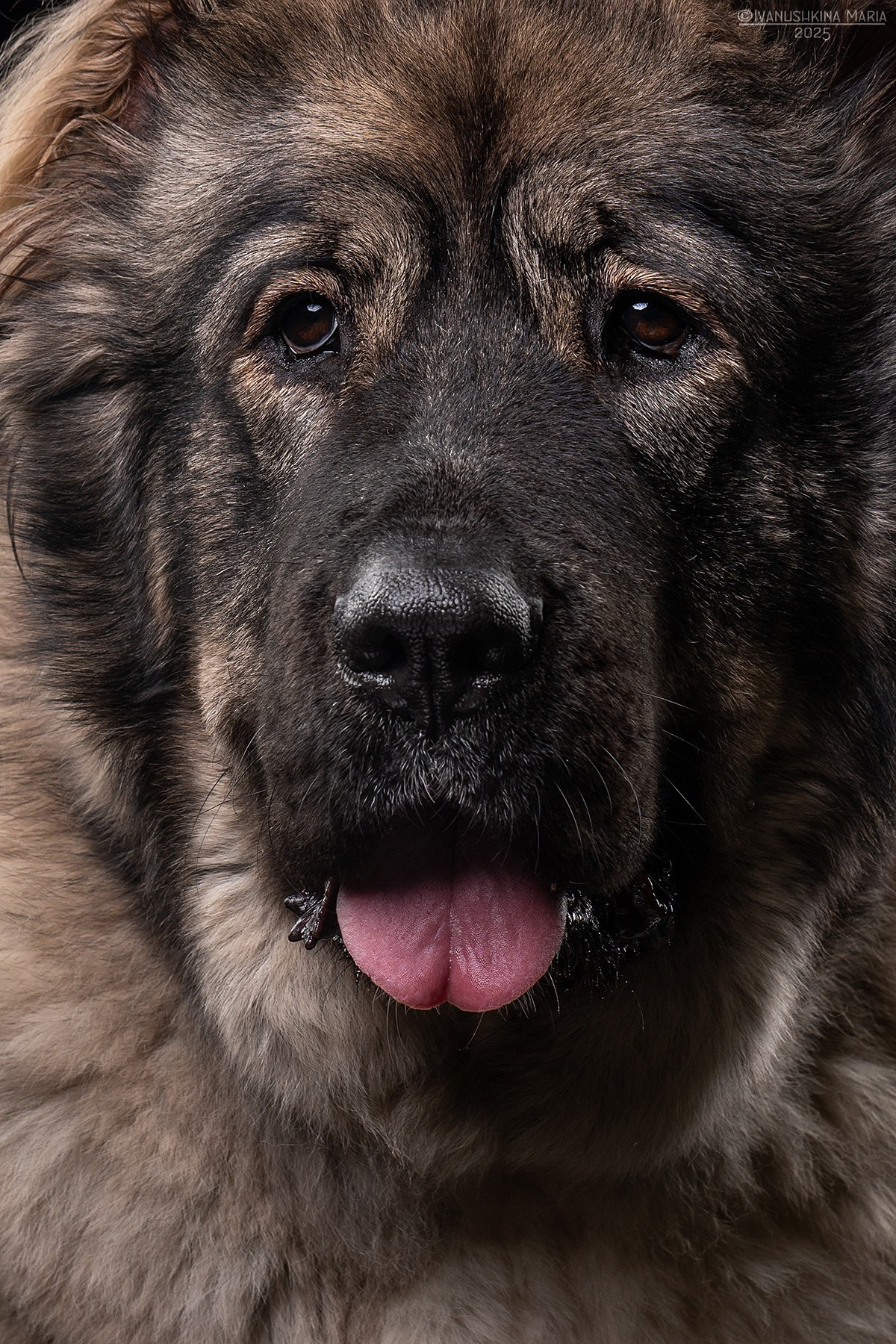 Фотосессия собаки в студии. Фотограф собак в Москве и Московской области Иванушкина Мария