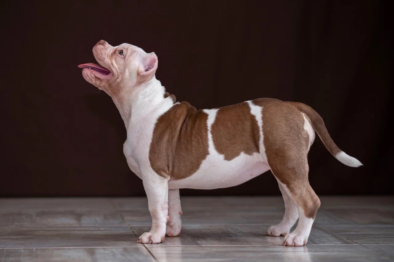 Свободные щенки Американский Булли в Иркутске. Питомник собак Иркутск