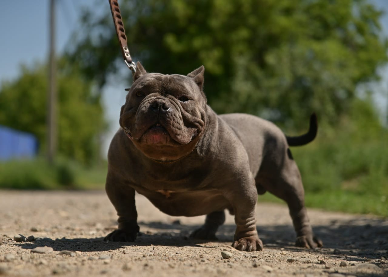 Познакомьтесь с Американским Булли в Иркутске. Питомник собак Иркутск