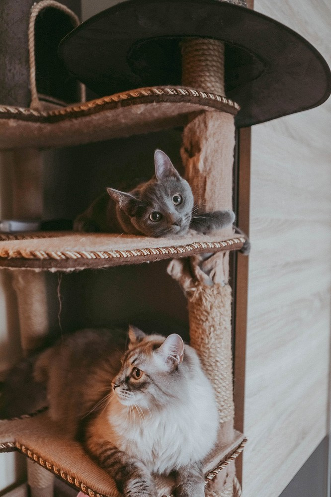 С новым 2026 годом!. Катя Сидор — фотограф в Москве