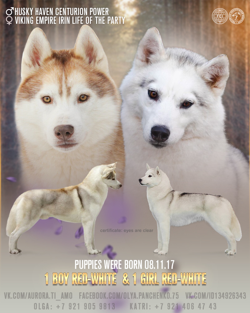 Презентация пометов 