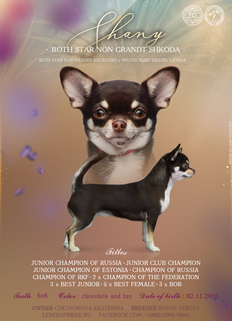 Презентация суки чихуахуа