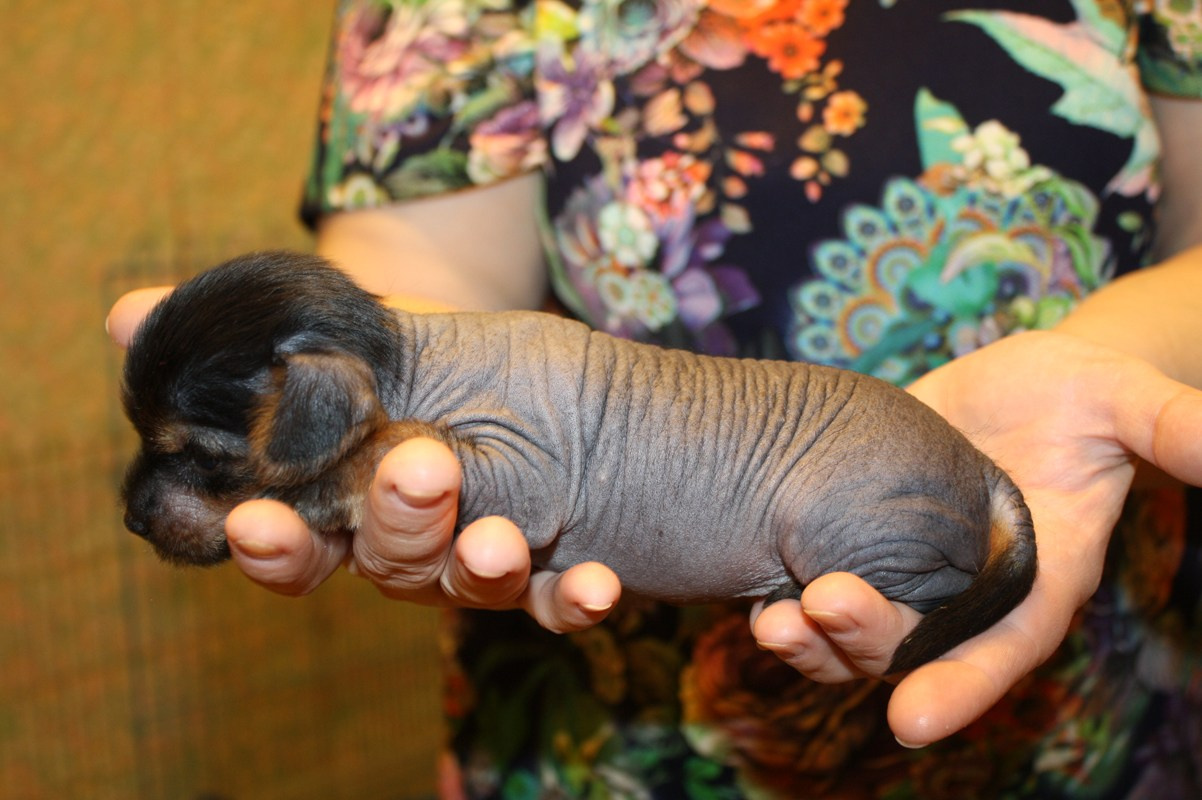Litter А | 04/10/2016. Chinese Crested Dog Kennel Poale Ell