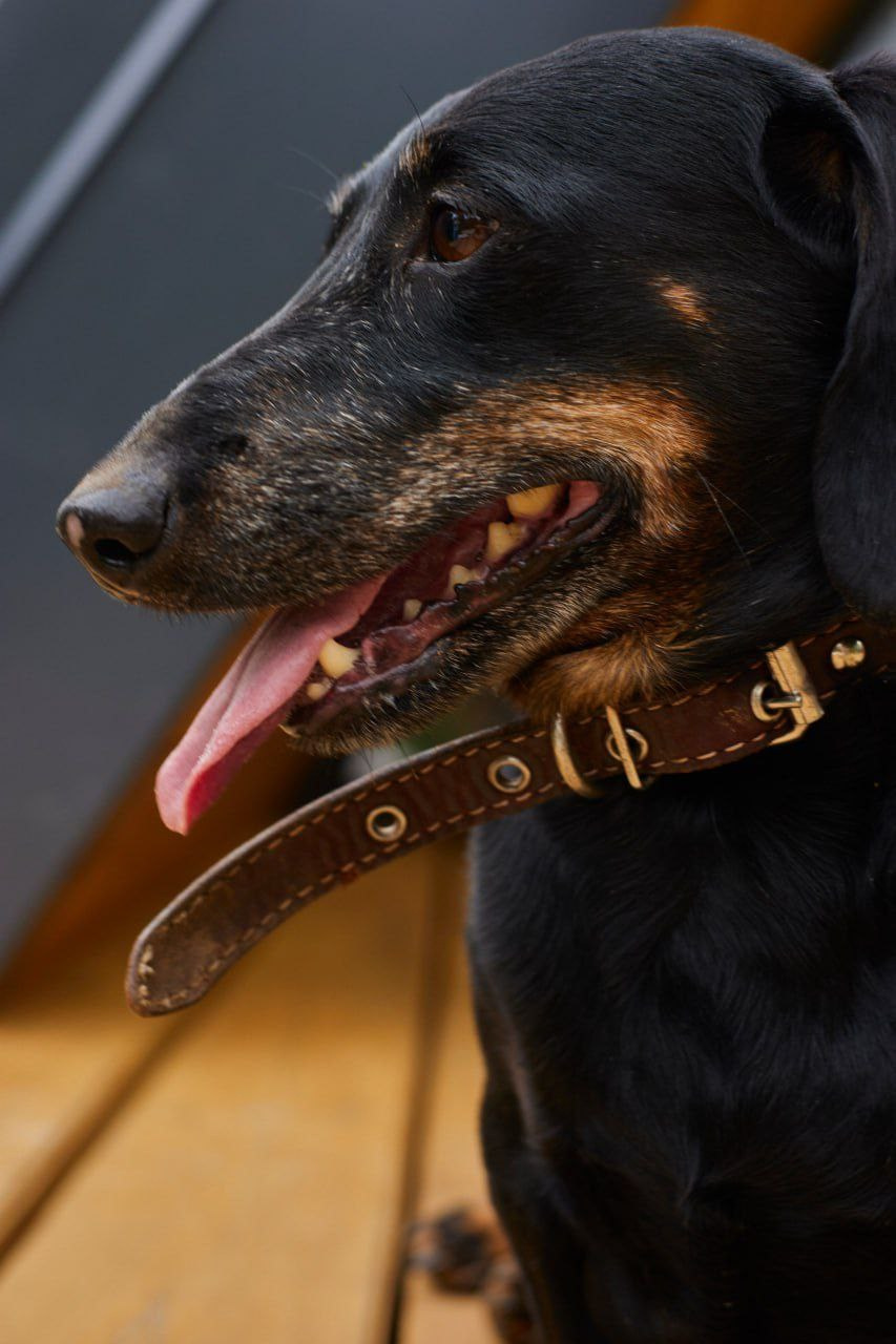 Ральф. Фотограф Никонова Софья