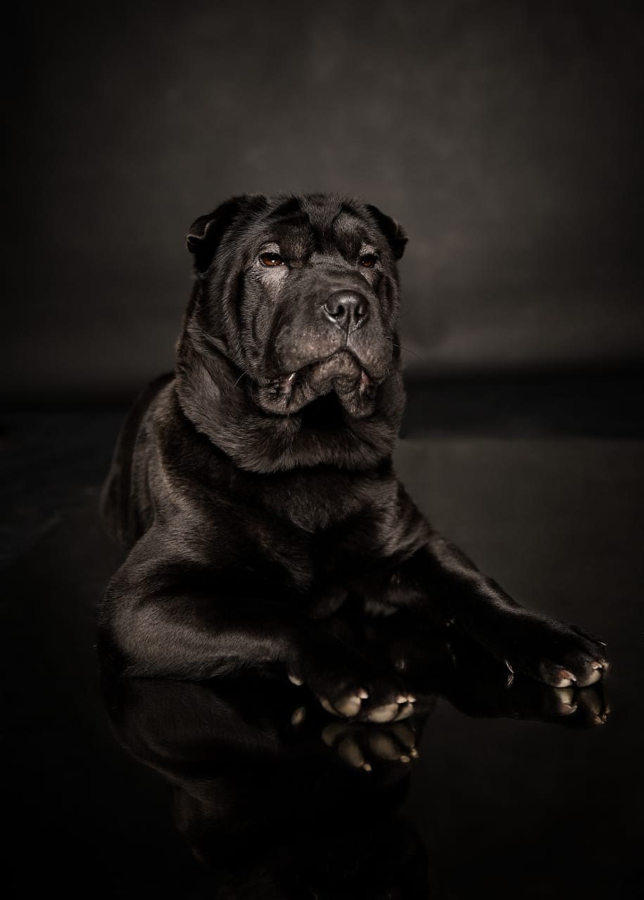 Познакомьтесь с Шар пей в Иркутске. Питомник собак Иркутск