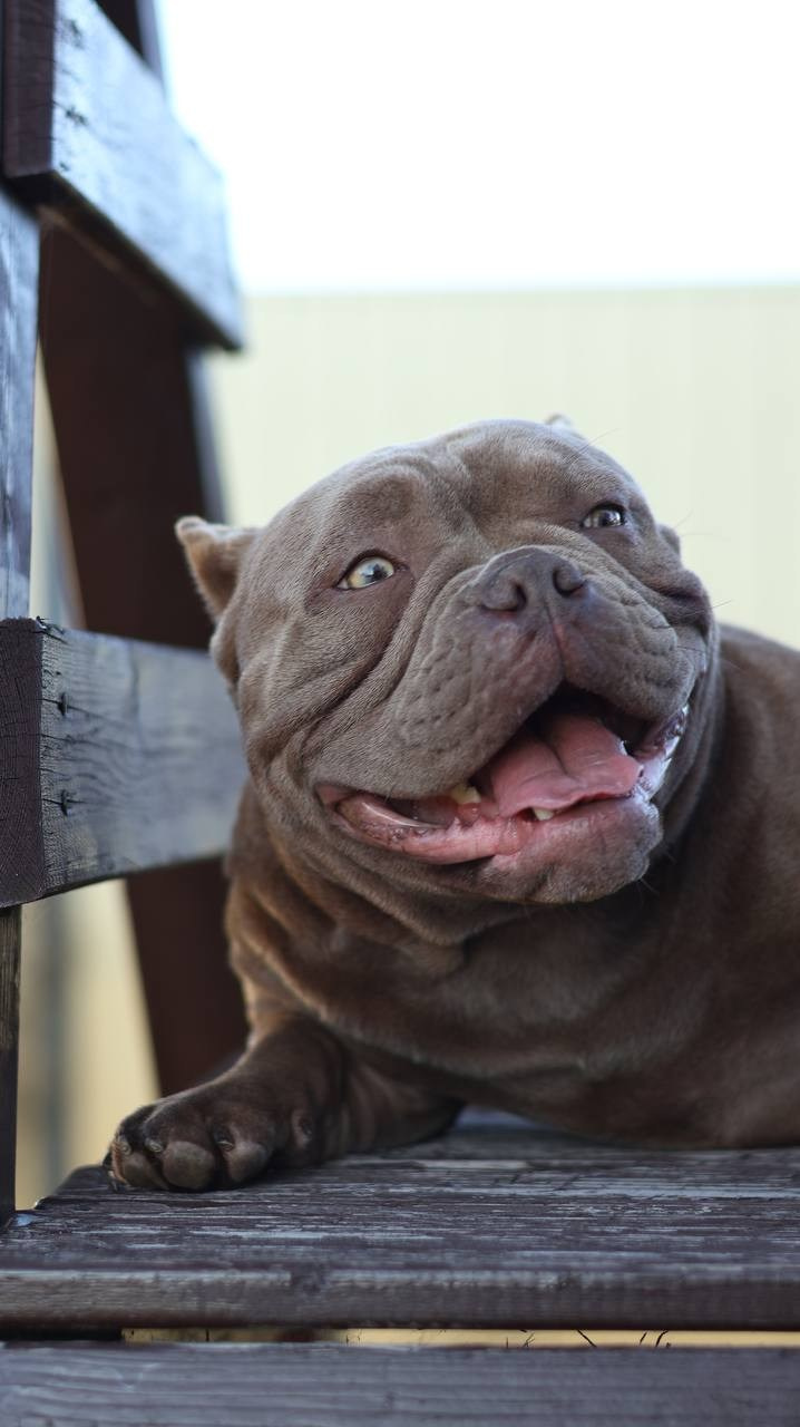 Купить Булли Екатеринбург, Купить Американского Булли Екатеринбург, Американский Булли Екатеринбург, Купить щенка Булли Екатеринбург,  Питомник Американских булли Екатеринбург, 