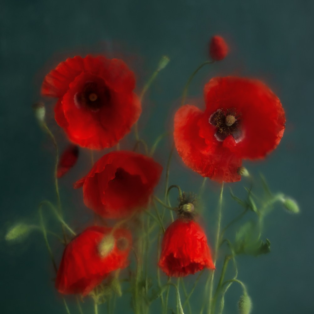 Dream of Poppies