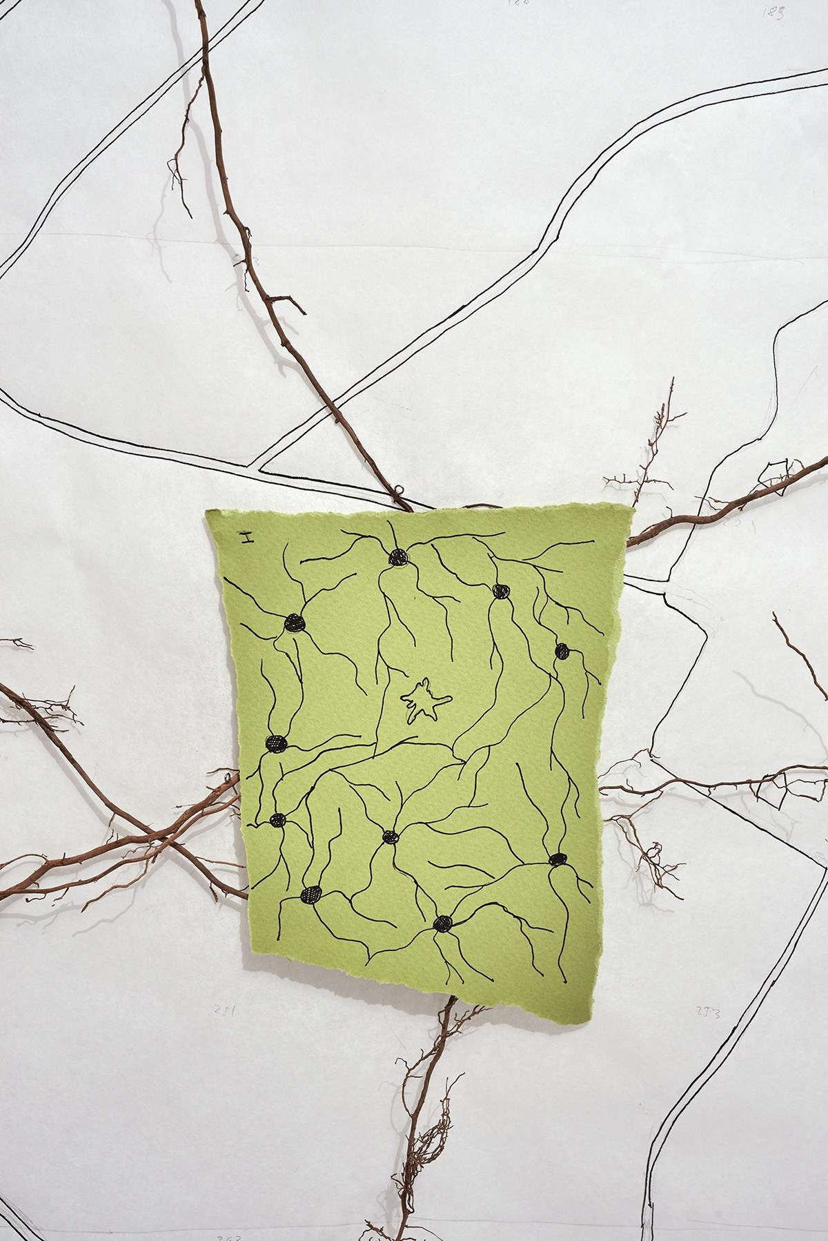 Надя Спетницкая — Межкорневое общение