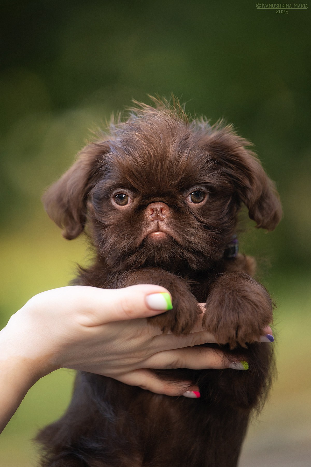 Фотосессия щенков на продажу. Фотограф собак в Москве и Московской области Иванушкина Мария