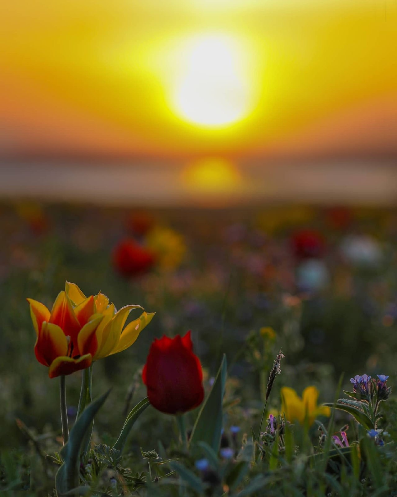 Портфолио. Фотограф Севастополь/Крым Светлана Евтушенко