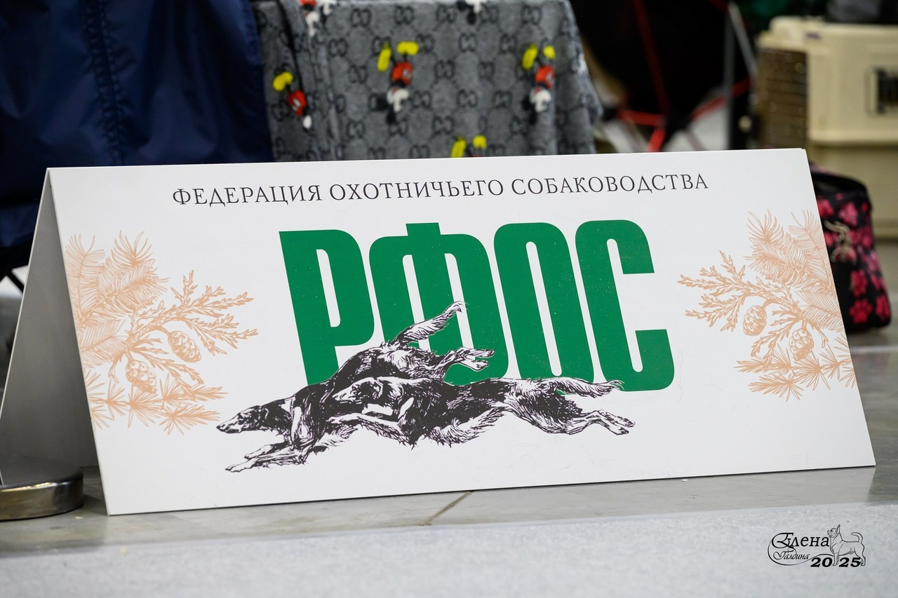 Отзывы. Фотограф анималист Елена Галдина г. Красноярск