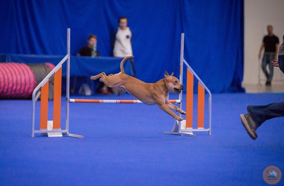 Шмель. BLGKV питомник собак