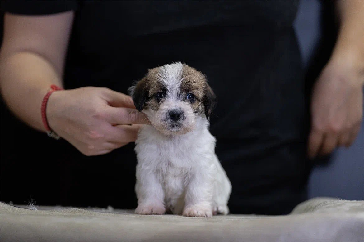 Сука 3. Lovely-Orange питомник джек рассел терьеров