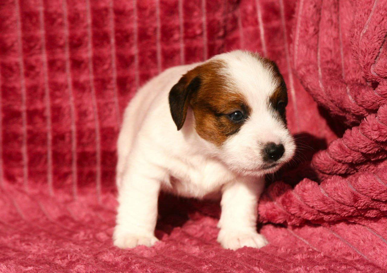 Кобель1. Lovely Orange kennel Jack Russell Terrier FCI/RKF