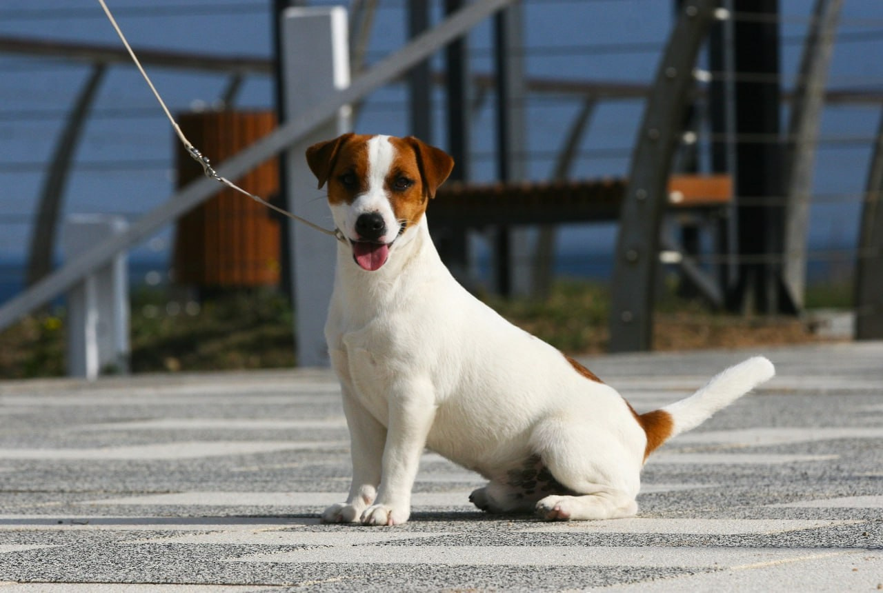 VOLNA STAR LAGERFELD LEGENDS. Lovely-Orange питомник джек рассел терьеров