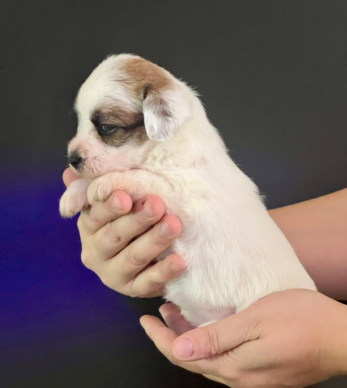 Сука 2. Lovely Orange kennel Jack Russell Terrier FCI/RKF