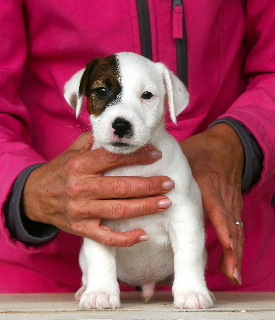 Male 1 light brocken. Lovely-Orange питомник джек рассел терьеров
