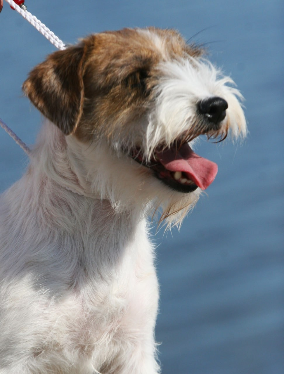 Lovely -Orange Team Spirit. Lovely-Orange питомник джек рассел терьеров