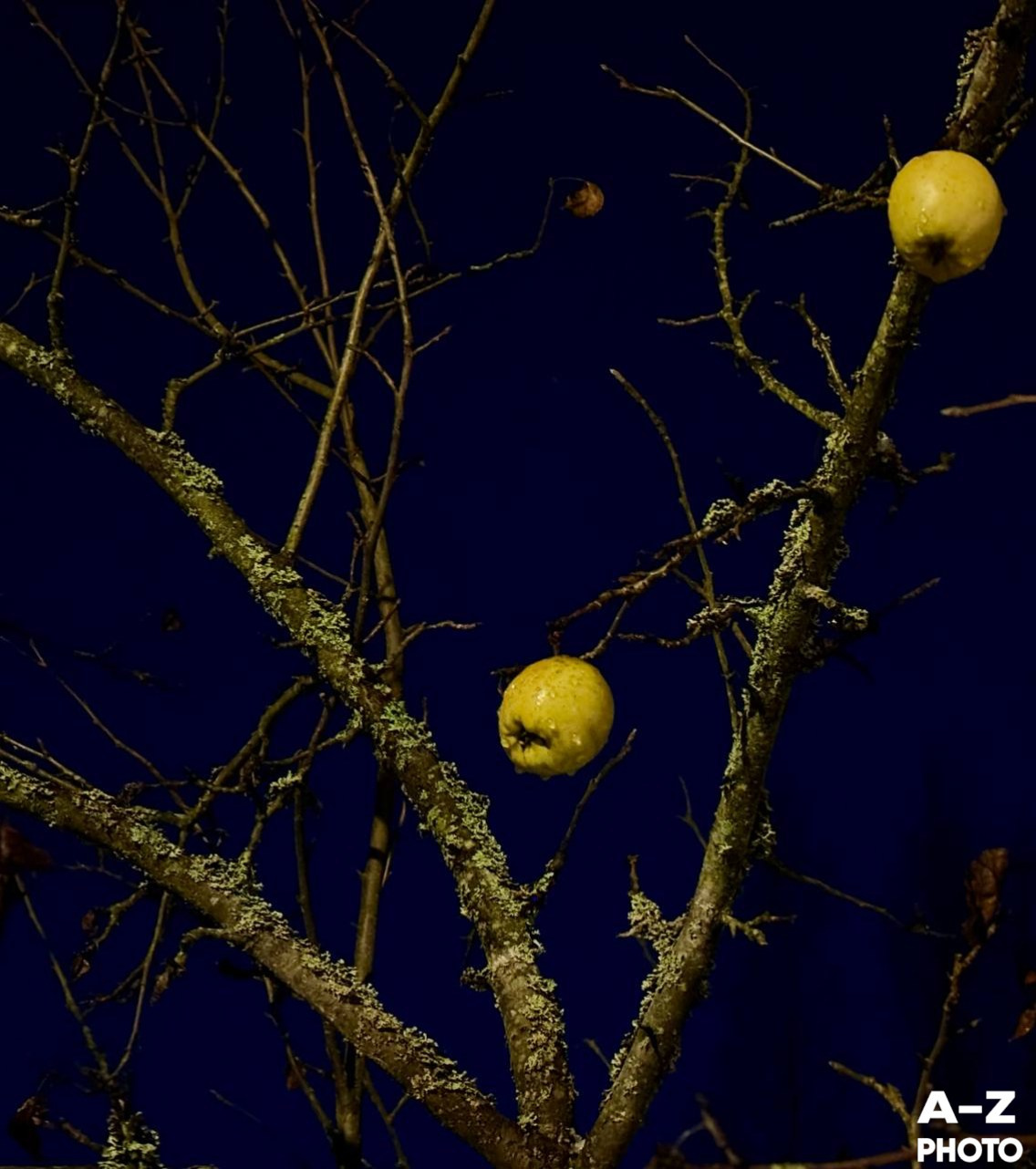 Фото недели AZPHOTO 24.11.2025. Женский семейный фотограф Тула Москва Захарова Анна