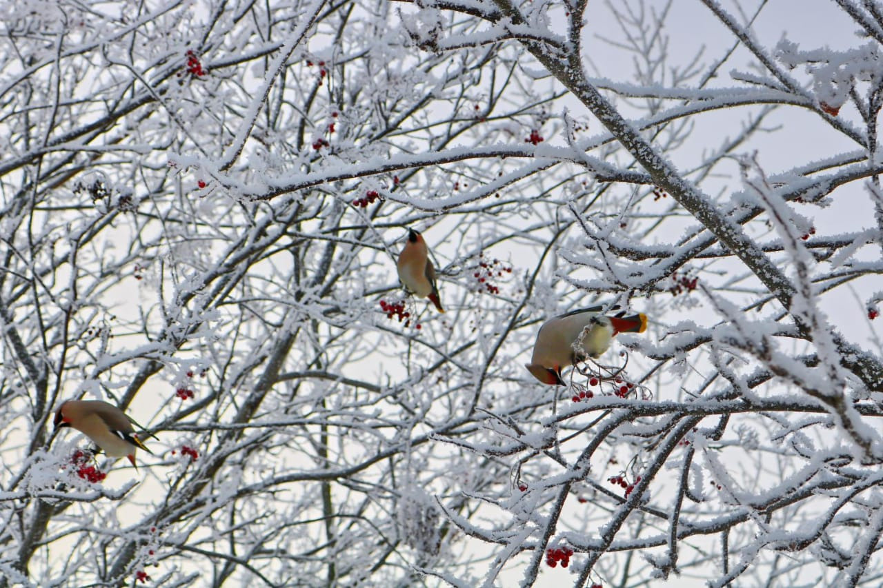 Фотограф Татьяна Марсуверских г. Жуковский, Москва. Репортажные съёмки, фотосессии, фотограф анималист, артфотограф, фотограф пейзажист. Фотограф для маркетплейсов, фотоуслуги в Жуковском Татьяна Марсуверских