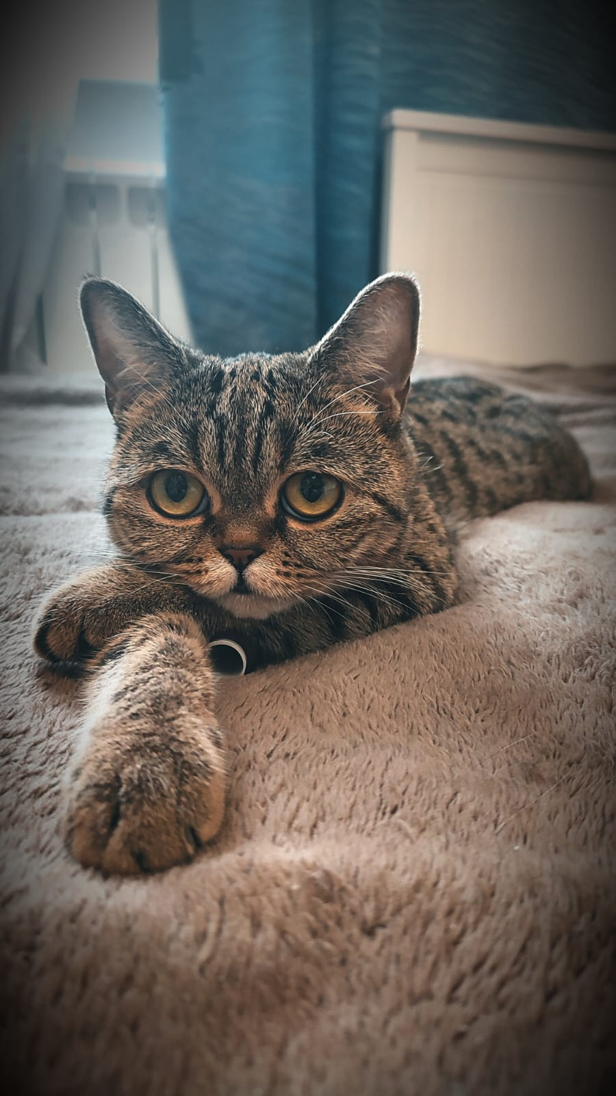 Фотограф Татьяна Марсуверских г. Жуковский, Москва и Мо. Репортажные съёмки, фотосессии,  фотограф анималист, фотосъёмка животных. Фотограф для маркетплейсов, фотоуслуги в Жуковском Татьяна Марсуверских