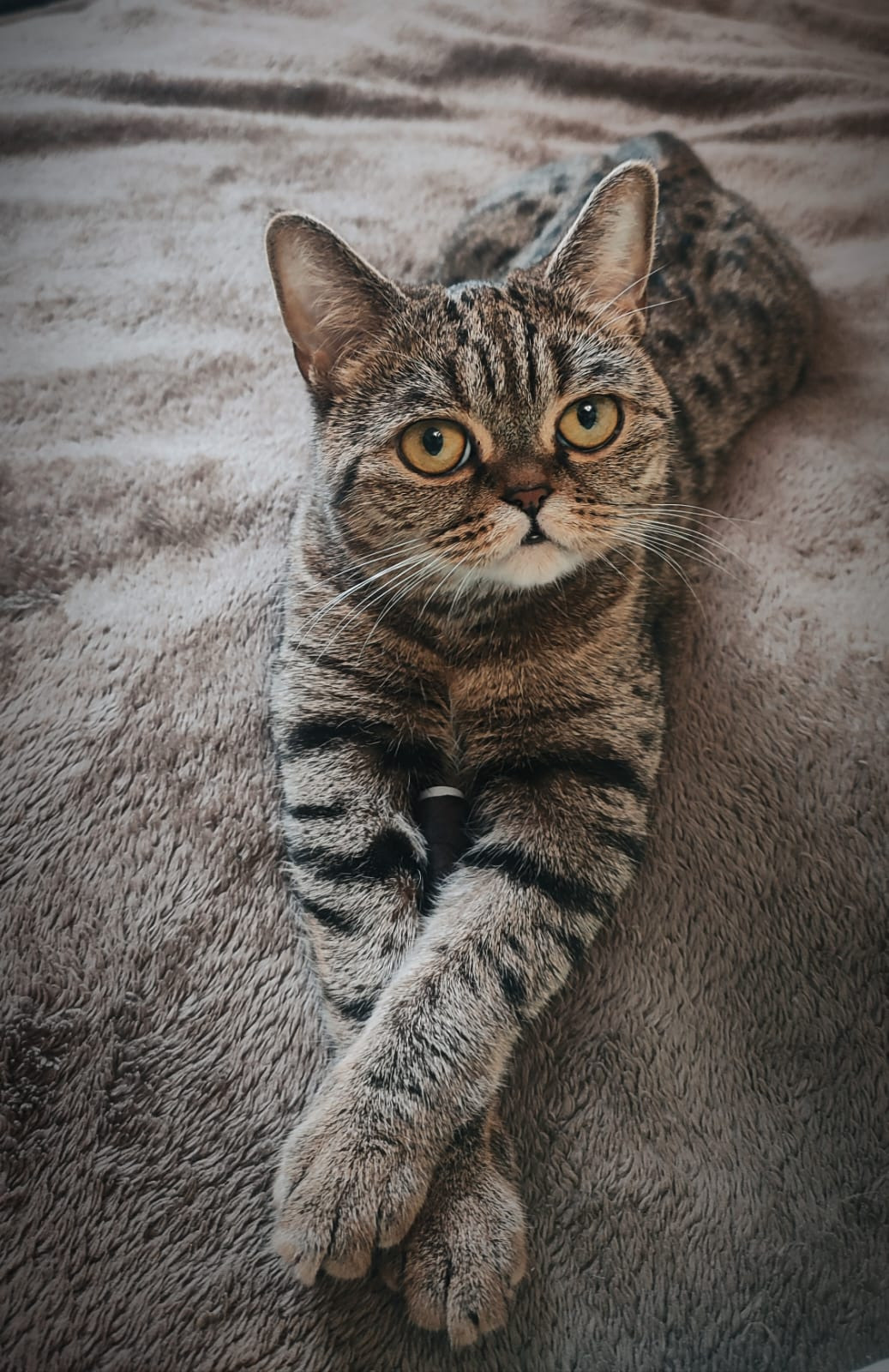 Фотограф Татьяна Марсуверских г. Жуковский, Москва и Мо. Репортажные съёмки, фотосессии,  фотограф анималист, фотосъёмка животных. Фотограф для маркетплейсов, фотоуслуги в Жуковском Татьяна Марсуверских