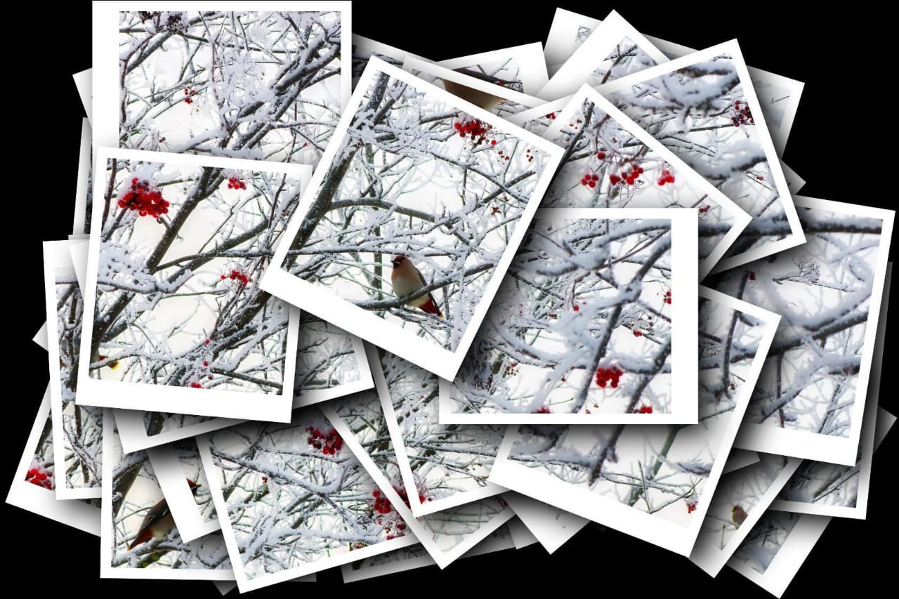 Фотограф Татьяна Марсуверских г. Жуковский, Москва. Репортажные съёмки, фотосессии, фотограф анималист, артфотограф, фотограф пейзажист. Фотограф для маркетплейсов, фотоуслуги в Жуковском Татьяна Марсуверских