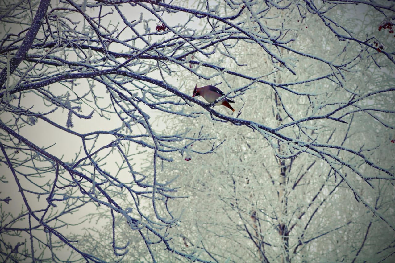 Фотограф Татьяна Марсуверских г. Жуковский, Москва. Репортажные съёмки, фотосессии, фотограф анималист, артфотограф, фотограф пейзажист. Фотограф для маркетплейсов, фотоуслуги в Жуковском Татьяна Марсуверских